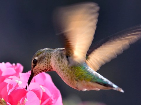 Hummingbird Oasis