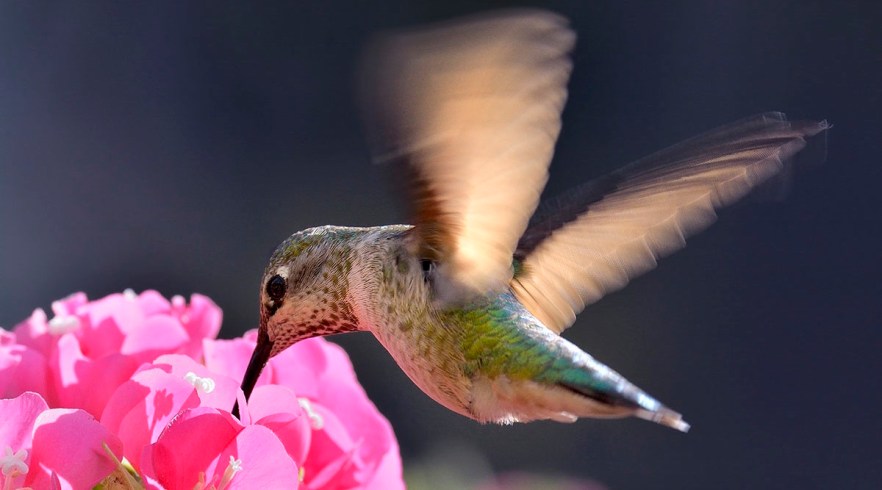Hummingbird Oasis